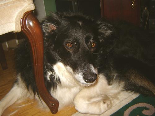 Rough Collie photo 3
