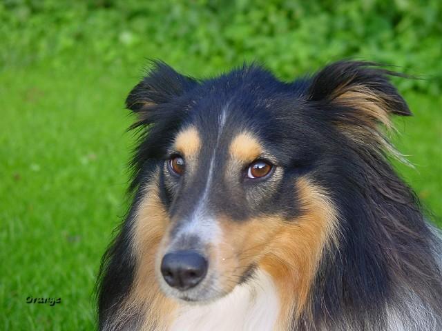 Rough Collie photo 4