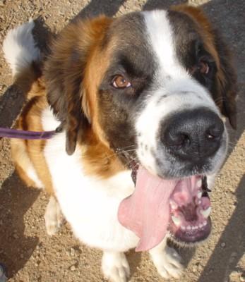 Saint Bernard photo 2
