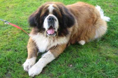 Saint Bernard photo 3