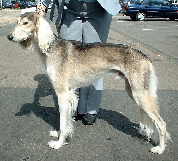 Saluki photo 2