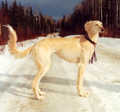 Saluki photo 3