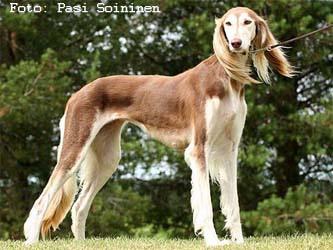 Saluki photo 4