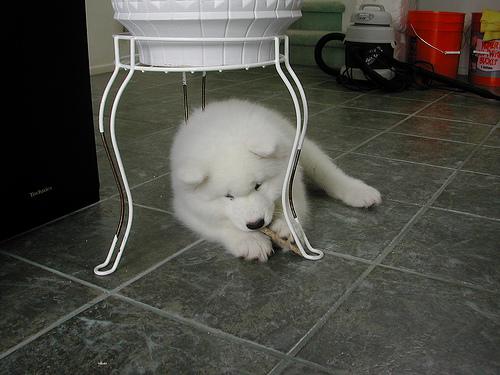 Samoyed photo 2