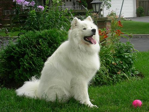 Samoyed photo 3