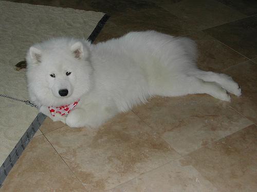 Samoyed photo 4