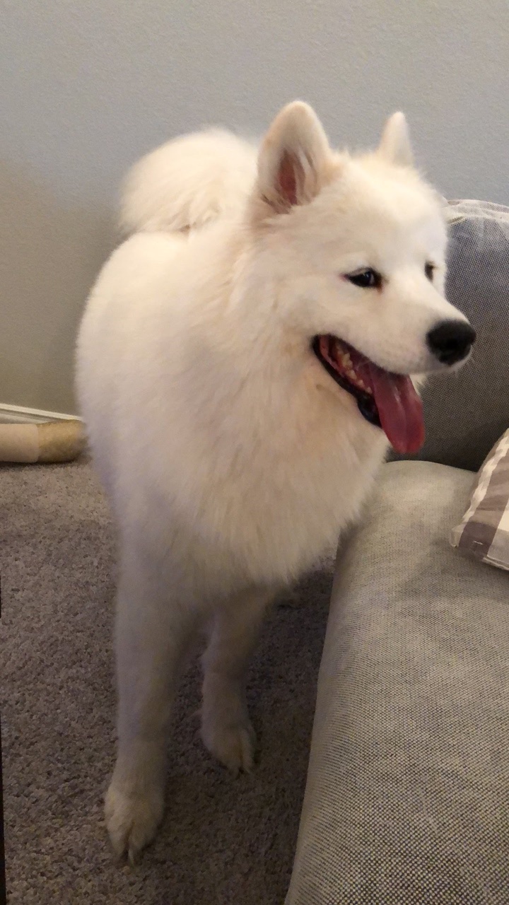 Samoyed