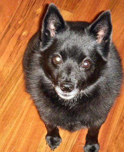 Schipperke photo 3