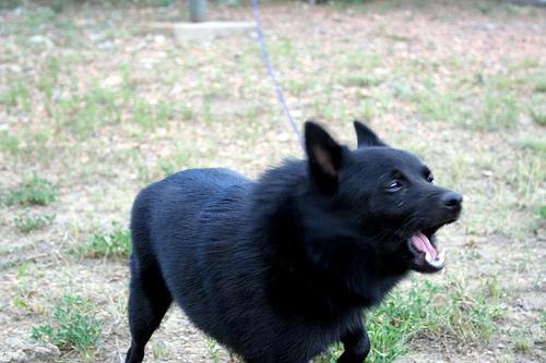Schipperke photo 4