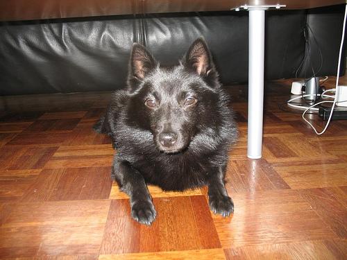 Schipperke