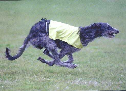 Scottish Deerhound photo 2