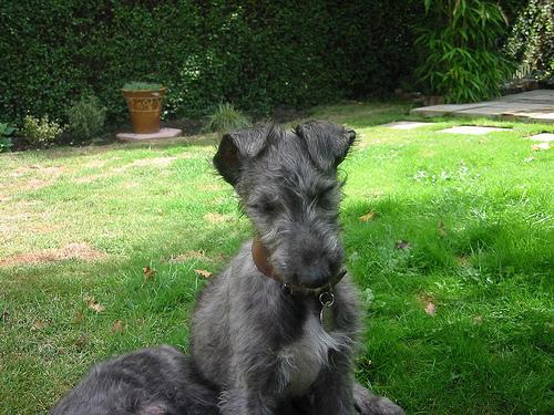 Scottish Deerhound photo 3