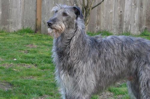 Scottish Deerhound photo 4