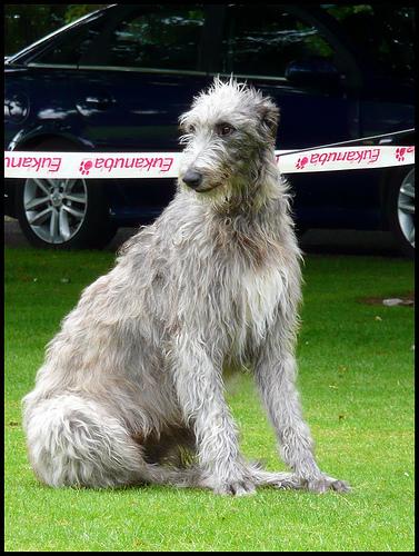 Scottish Deerhound