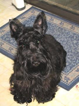 Scottish Terrier photo 2