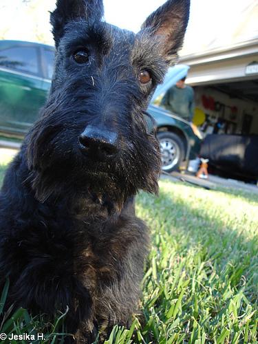 Scottish Terrier photo 3