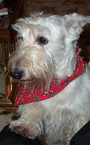 Scottish Terrier photo 4