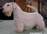 Sealyham Terrier photo 2