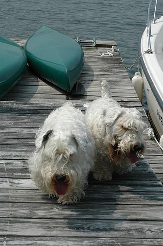 Sealyham Terrier photo 3
