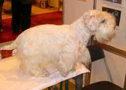 Sealyham Terrier photo 4