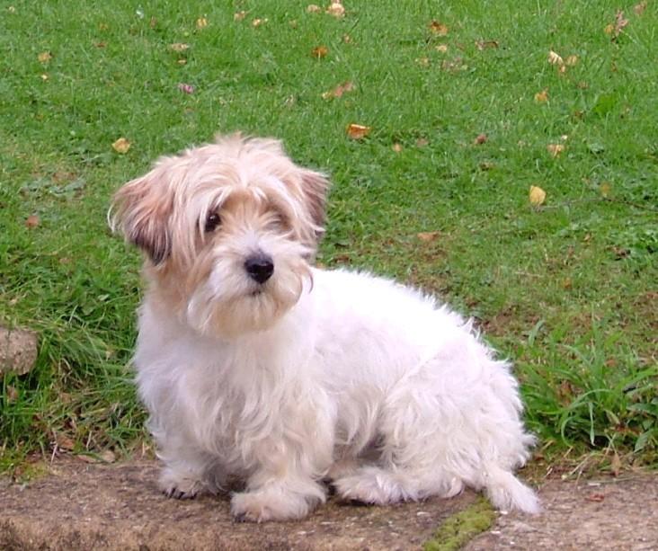 Sealyham Terrier