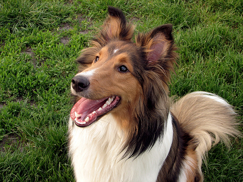 Shetland Sheepdog photo 2