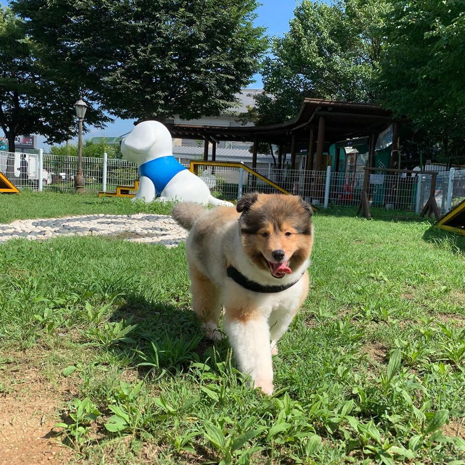 Shetland Sheepdog photo 3