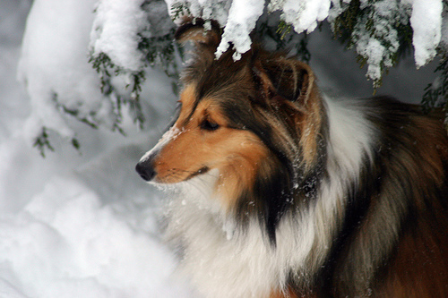Shetland Sheepdog photo 4