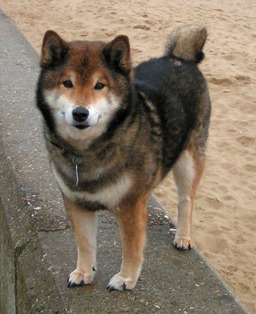 Shiba Inu photo 2