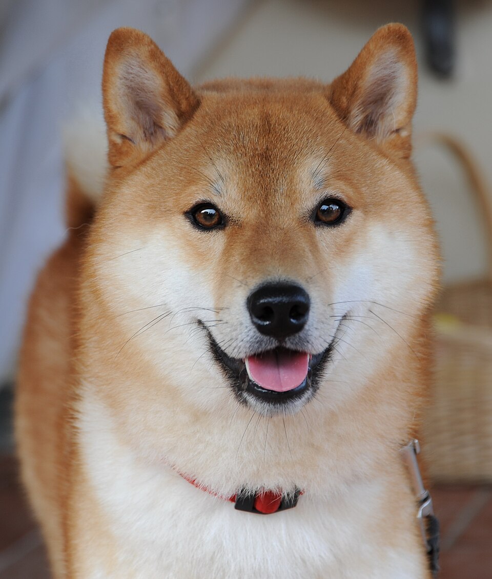 Shiba Inu photo 3