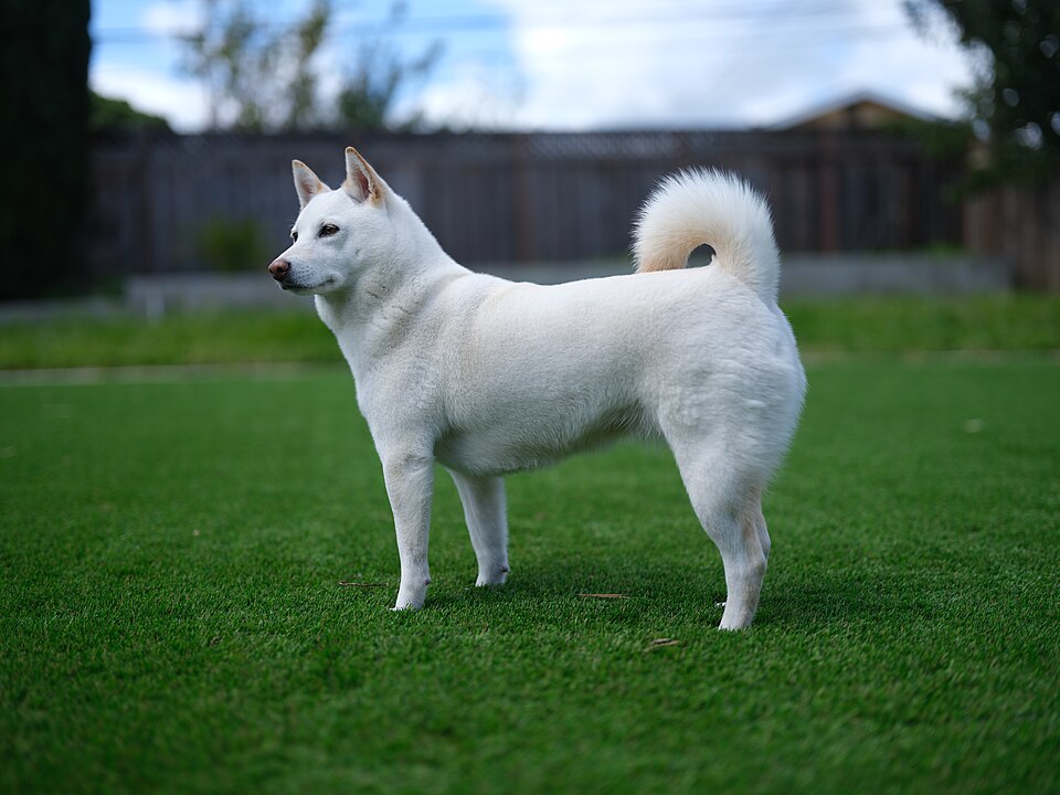 Shiba Inu photo 4