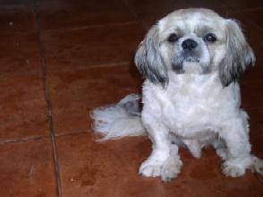Shih Tzu photo 2