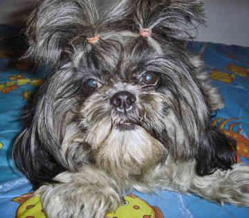 Shih Tzu photo 3