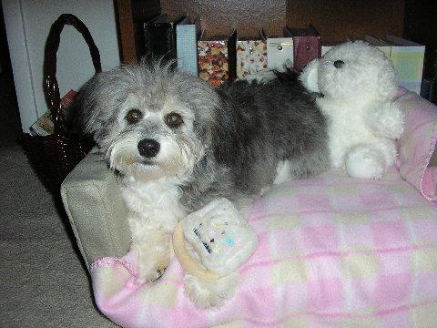 Shih Tzu photo 4