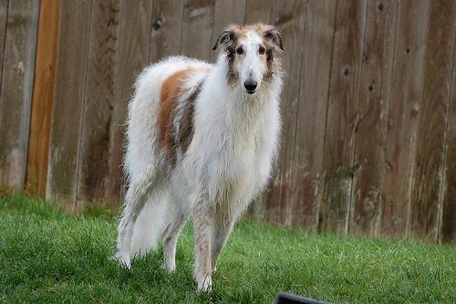 Silken Windhound photo 2