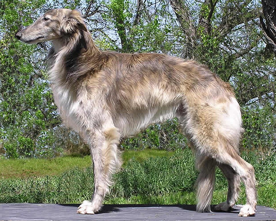 Silken Windhound photo 4