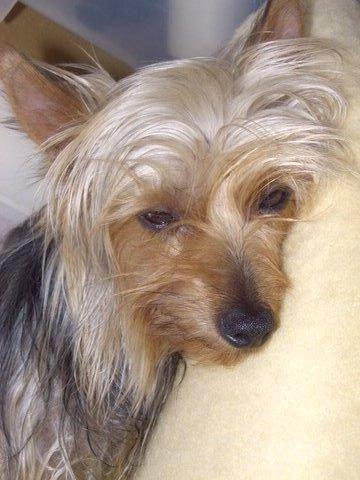 Silky Terrier photo 2
