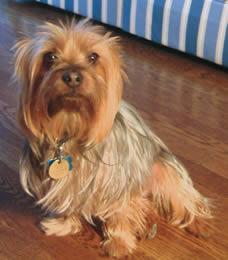 Silky Terrier photo 3