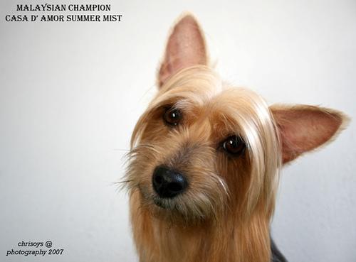 Silky Terrier photo 4