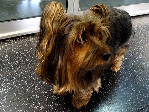 Silky Terrier