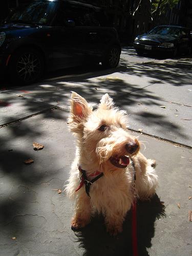 Skye Terrier photo 2