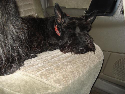 Skye Terrier photo 3
