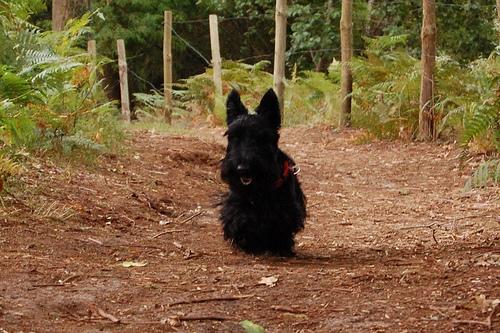 Skye Terrier photo 4