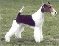 Smooth Fox Terrier photo 2