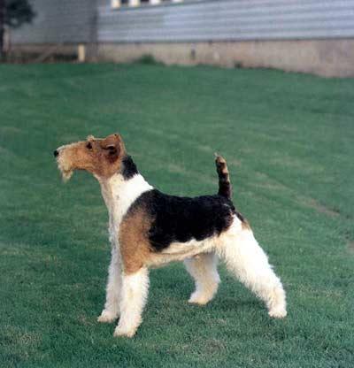 Smooth Fox Terrier photo 3