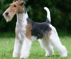 Smooth Fox Terrier photo 4
