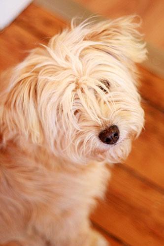 Soft Coated Wheaten Terrier photo 2