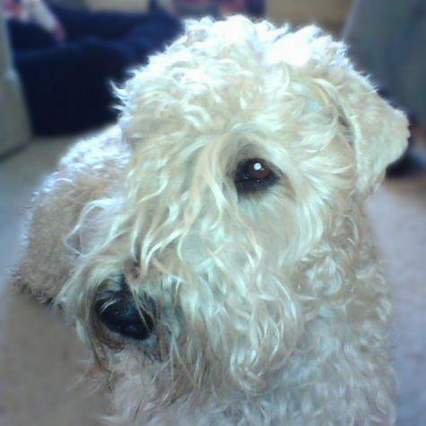 Soft Coated Wheaten Terrier photo 3