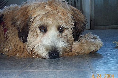 Soft Coated Wheaten Terrier photo 4