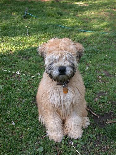 Soft Coated Wheaten Terrier